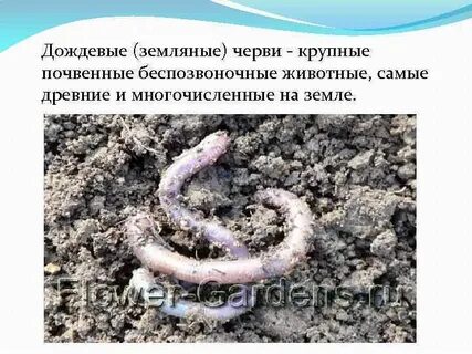 Беспозвоночные черви