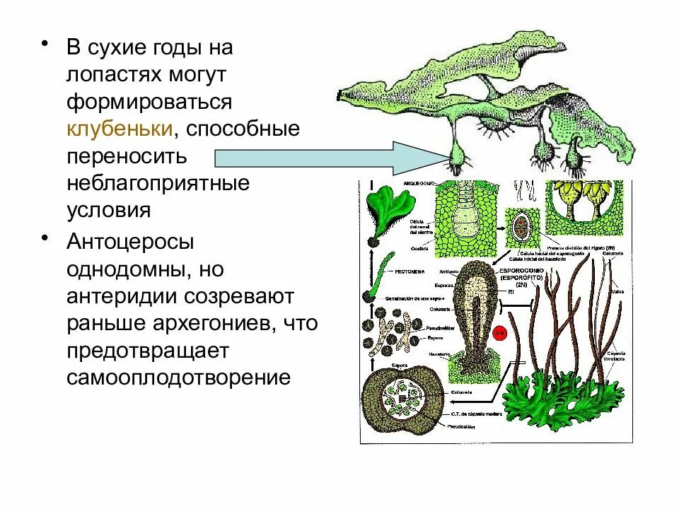 Имеют придаточные корни антеридии и архегонии. Спорофит печеночников. Спорогон маршанции. Спорофит печеночных мхов. Цикл печеночных мхов.