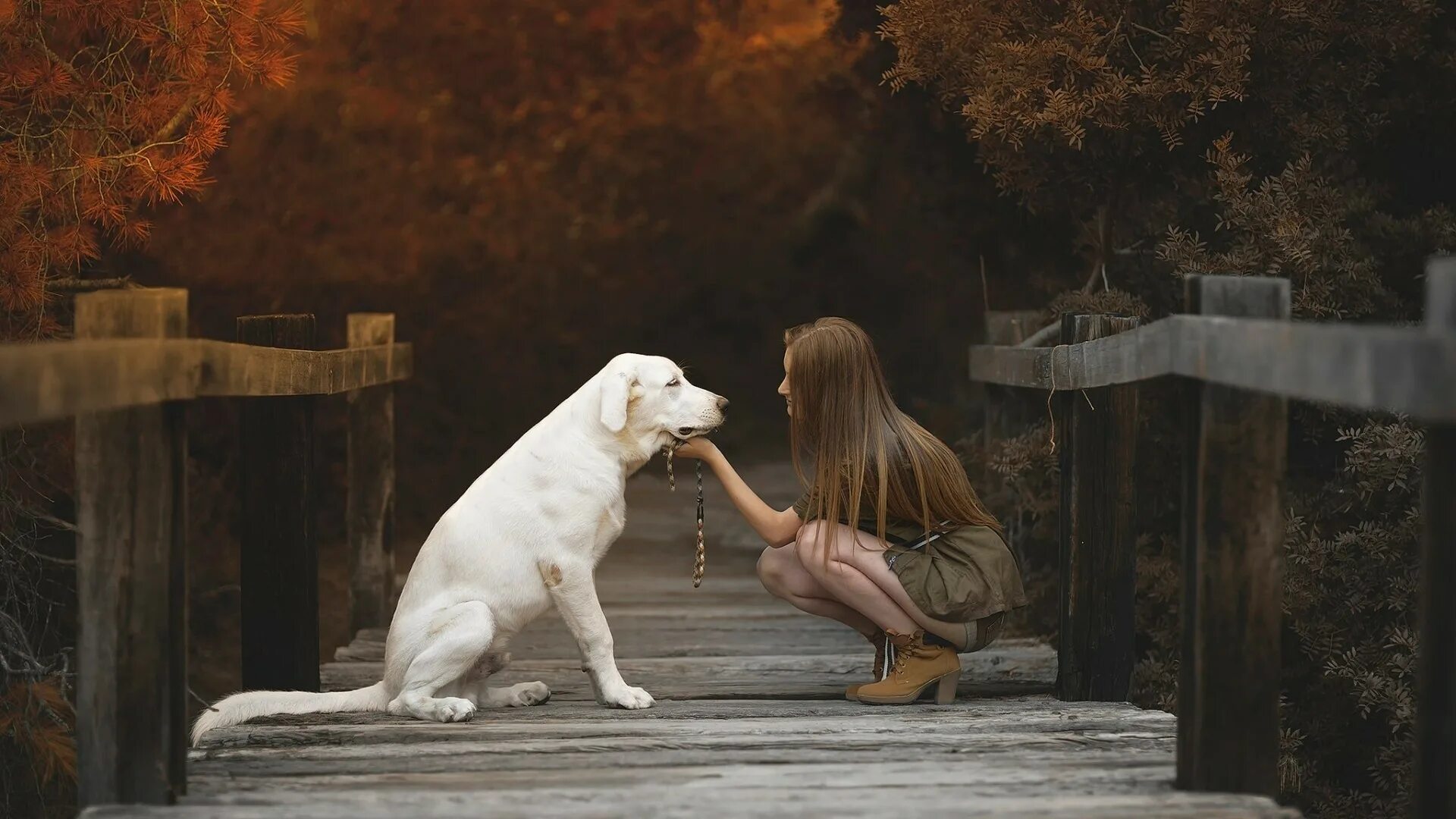 Woman with animals. Девочка с собакой. Фотосессия с лабрадором. Девушка с лабрадором. Лабрадор девочка.