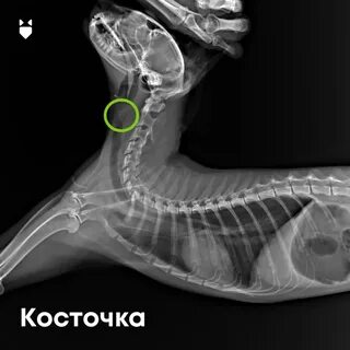 Что делать если косточка от рыбы