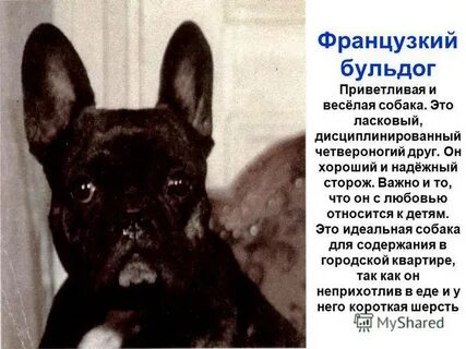 Француз описывать