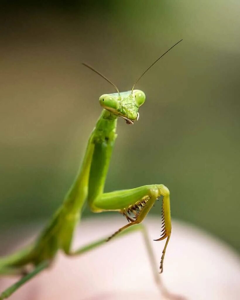 Как выглядит богомол. Богомол mantis. богомол обыкновенный (mantis religiosa). богомолы мантис зелёный. богомол обыкновенный самка.
