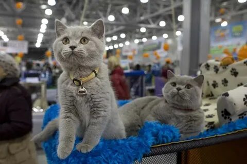 Где покупать кота