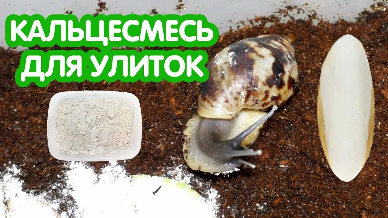 Ахатина кальций. Кальций для улиток ахатин. Ахатина кальций. Кальций смесь для улиток. Кальций для улитки ахатины.