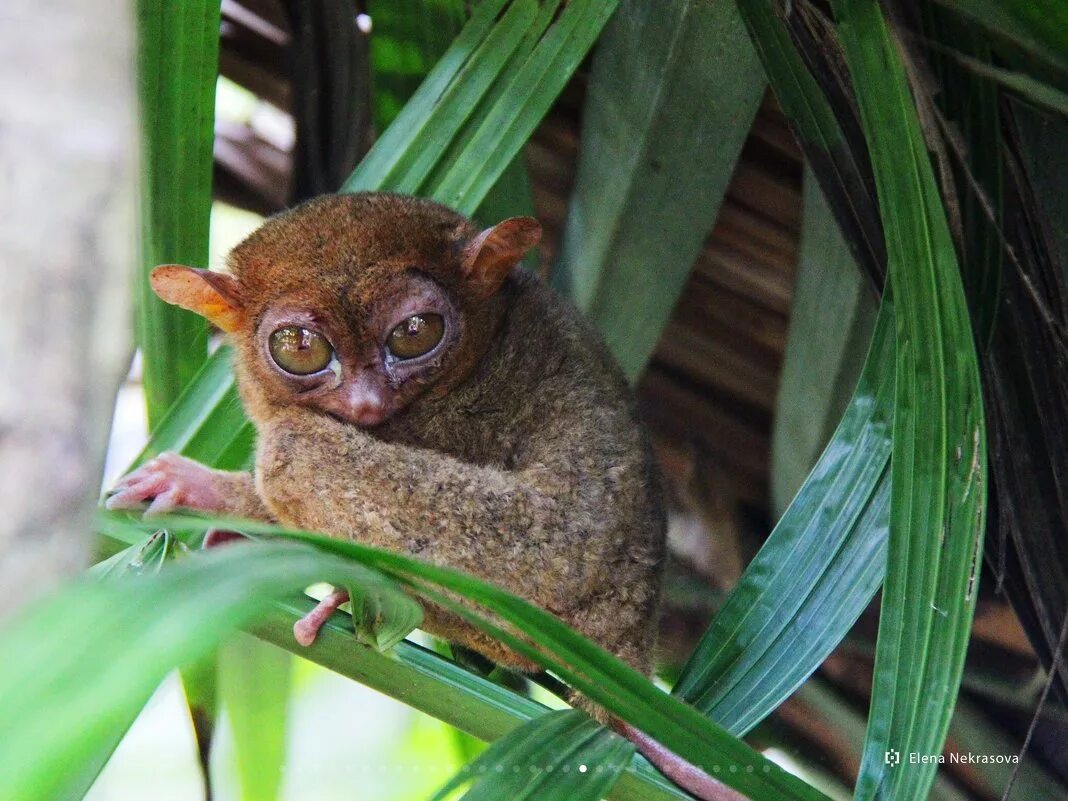 филиппинский долгопят (tarsius syrichta). долгопяты филиппины. мадагаскарский долгопят. филиппинский долгопят. долгопят tarsier.