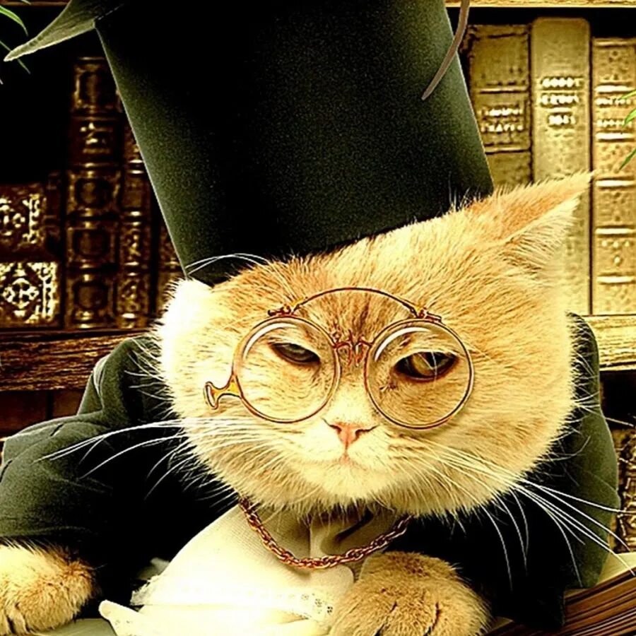 Не умные коты. Не умные коты