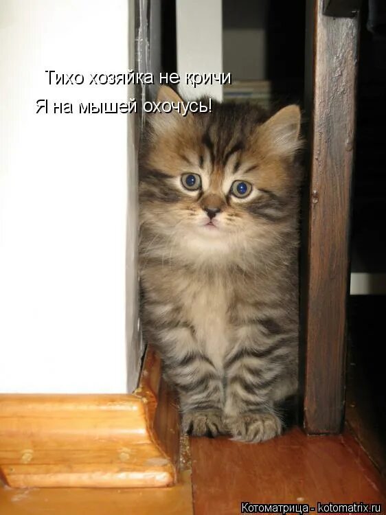 Нюх потерял. Котики смешные картинки с надписями. Кот за шкирку. Виноват каюсь. Нюх потеряла картинки.
