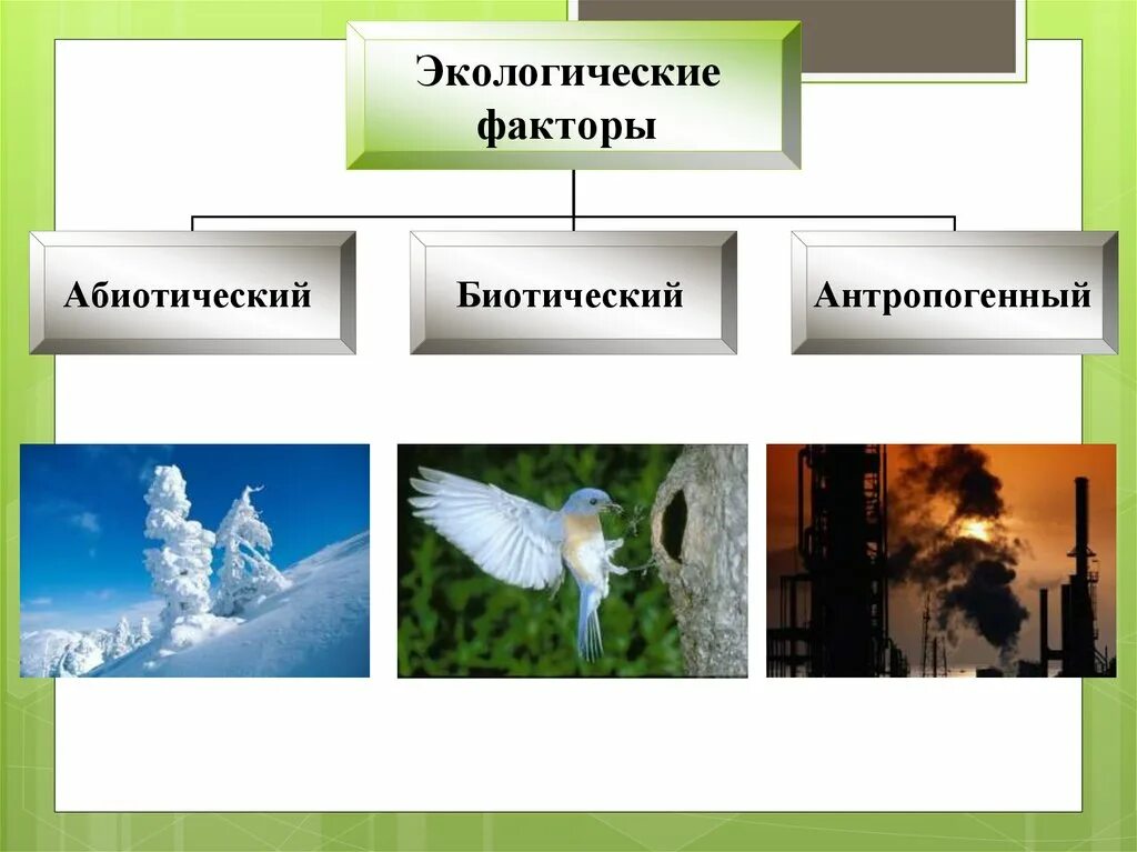 Что не относится к антропогенным факторам среды. Экологические факторы презентация. Экологические факторы и условия среды. Экологические факторы среды 5 класс. Тепло как экологический фактор.