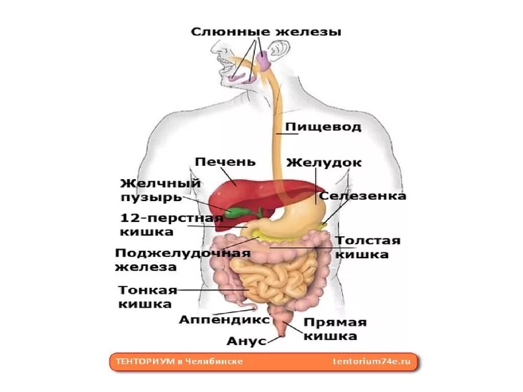Строение желудочно-кишечного тракта человека схема. Строение желудка и кишечника. Схема строения органов ЖКТ. Пищевой тракт человека анатомия.