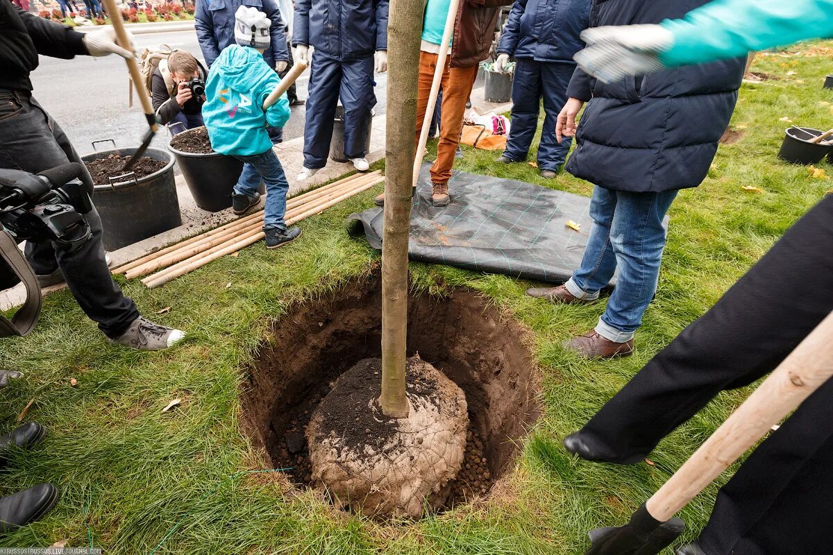 Для посадки леса выделили участок площадью 300. Для посадки деревьев выделили 300 га. Высадка деревьев огромные площади. Для посадки леса выделили площадь 300га. Посадка деревьев в морозовске.