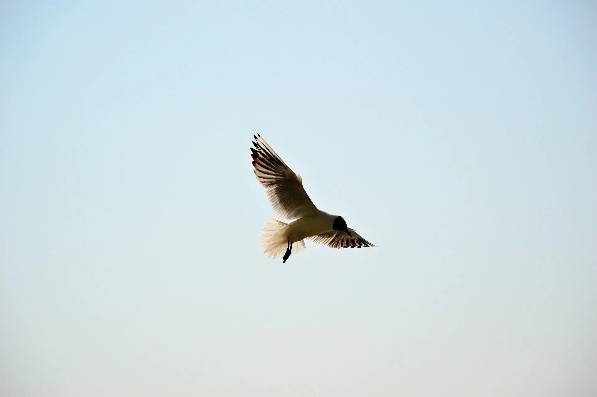 Птица летит. Полет одной птицы в бежевых тонах в высоком качестве. Птица летит картинка. Птицы летят низко.
