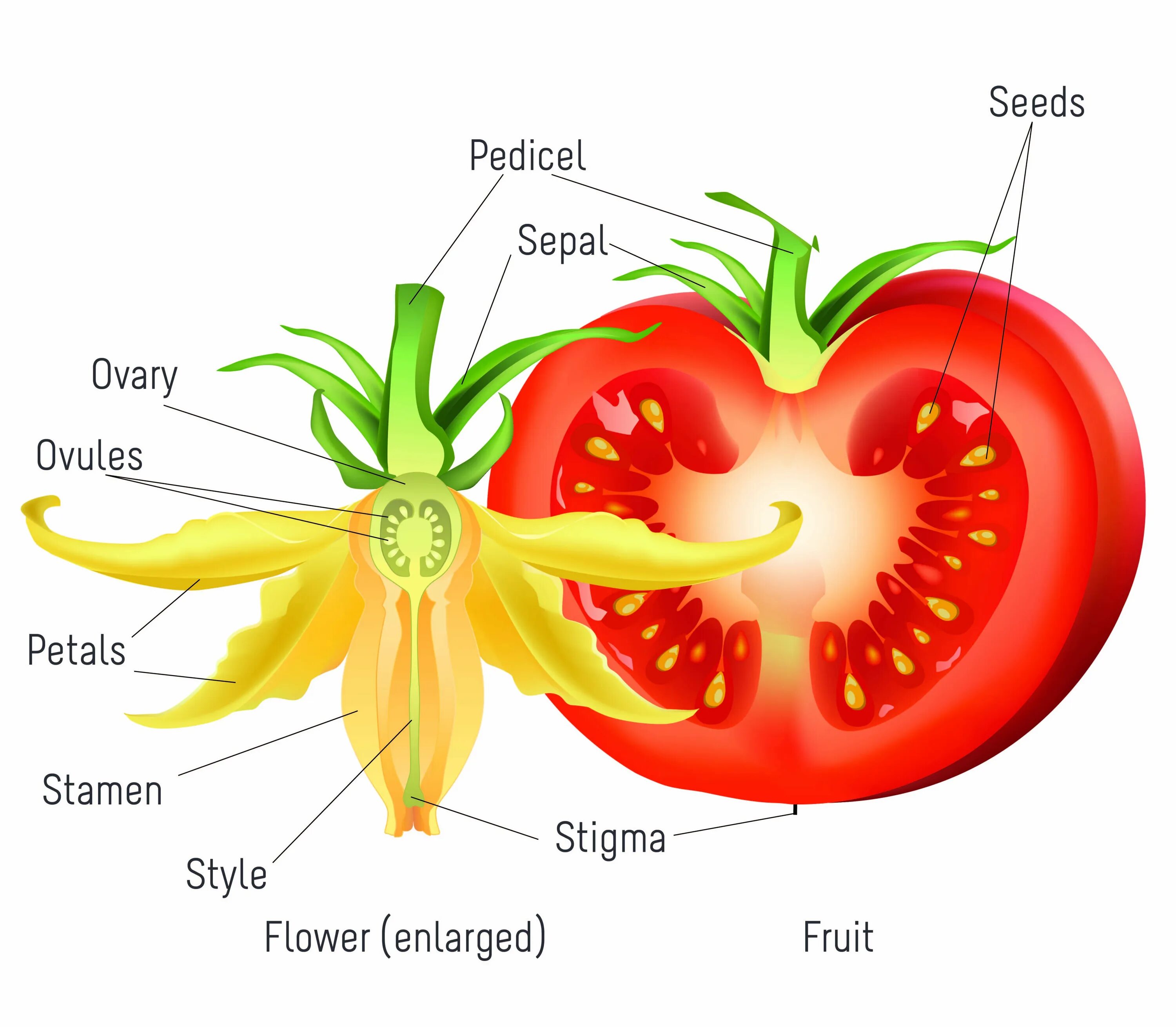 Семя томата схема. Строение томата биология. Строение плода томата. Строение плода томата схема. Строение плода ягоды томата.