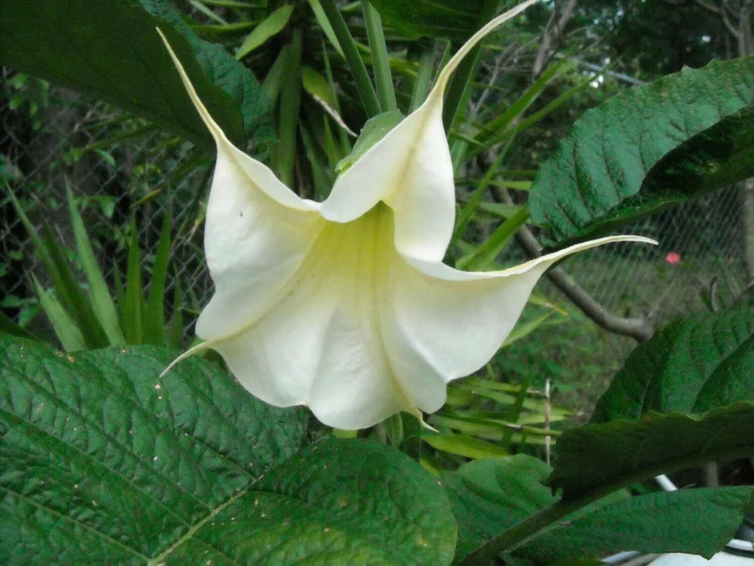 Brugmansia Arborea. Цветок ангела. Trumpet цветок. Трубы ангела цветок. Angeline flowers