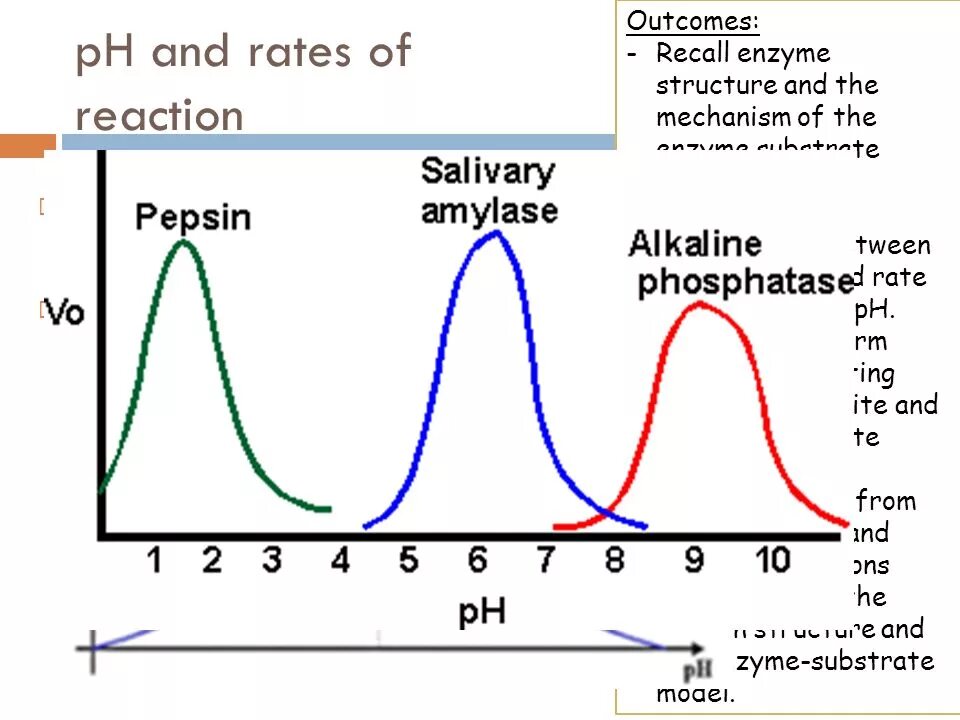 Каталаза PH Оптимум. PH пепсина. Effect of temperature and PH on Enzyme activity Report. Enzyme activity Assay. Effect o