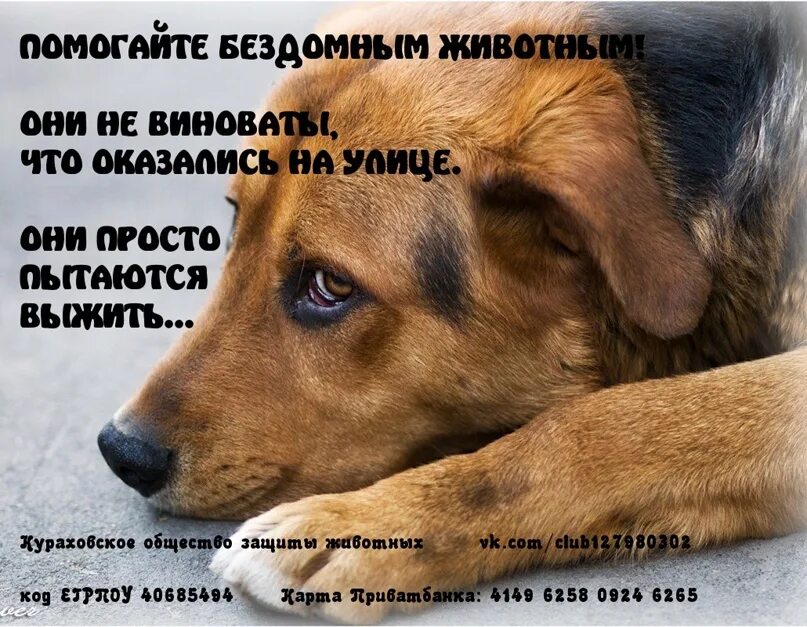 Петиции о животных. Поможем бездомным животным вместе. поможем бездомным животным вместе картинки. защита бездомных животных. статистика бездомных животных.