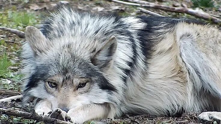 awesome werewolf art Google Search Werewolf art, Werewolf, Real werewolf
