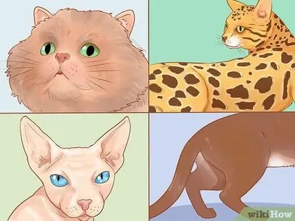 Как распознать кошку