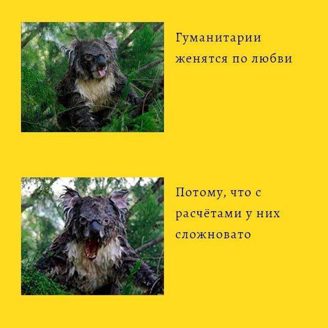 Мокрая коала нельзя гуглить. Мокрая коала мемы. мокрая коала почему нельзя. мокрая коала почему нельзя гуглить.