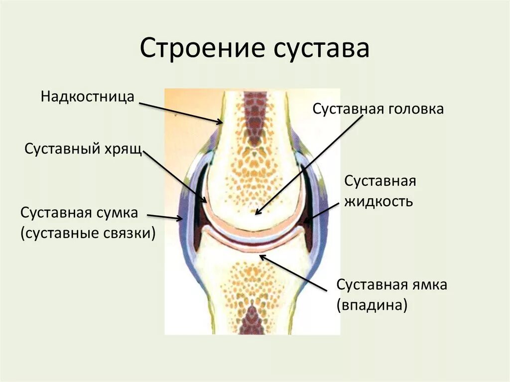 Какие структуры сустава обозначены цифрами. Строение сустава суставная впадина. Схематическое строение сустава. Строение сустава человека рисунок. Суставная полость схема.