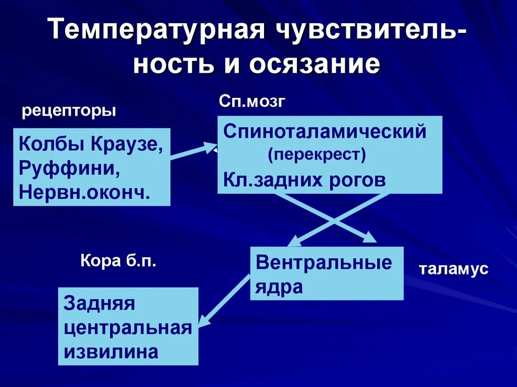 Температурная сенсорная система. Проводниковый отдел температурной сенсорной системы. Температурная сенсорная система физиология. Схема температурной сенсорной системы. Элементы сенсорных систем