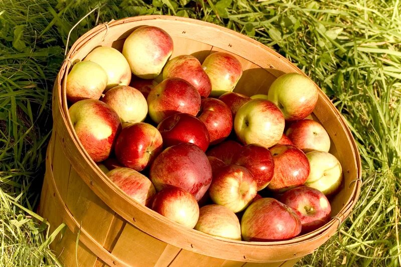 Съесть целый бушель яблок. Wooden bushel basket. Корзинка с яблоками. Ведро яблок. Яблоки ред бушель.