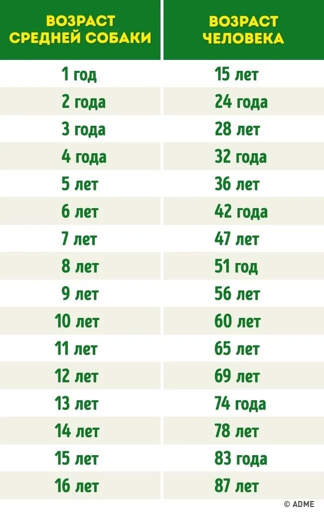 Года собаки по человеческим меркам таблица как посчитать Возраст. Как определить сколько лет собаке по человеческим меркам. Измерение возраста собак по человеческим меркам таблица. Возраст собаки и человека соотношение таблица.