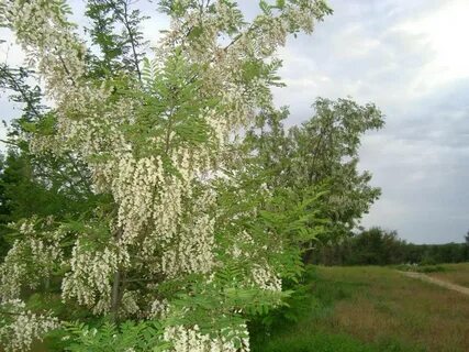 Расцвела в саду акация