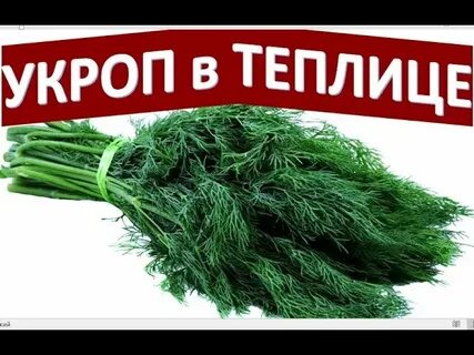 Укроп в теплице осенью