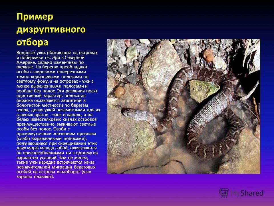 Дизруптивный (разрывающий) отбор. Дизруптивная форма естественного отбора. Формы естественного отбора дизруптивный. Дизруптивный естественный отбор примеры. Примеры дизруптивный формы естественного отбора.