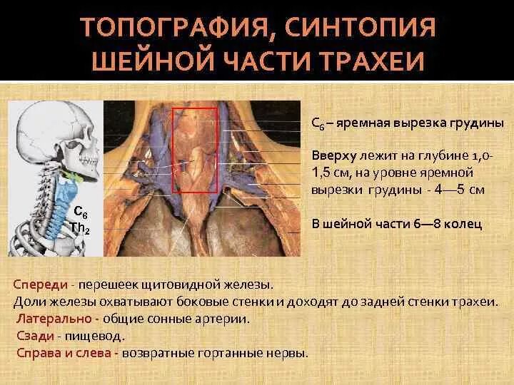 Синтопия пищевода. Щитовидная железа топографическая анатомия. Синтопия щитовидной железы топографическая анатомия. Топография щитовидной железы скелетотопия. Топография шейной части трахеи.