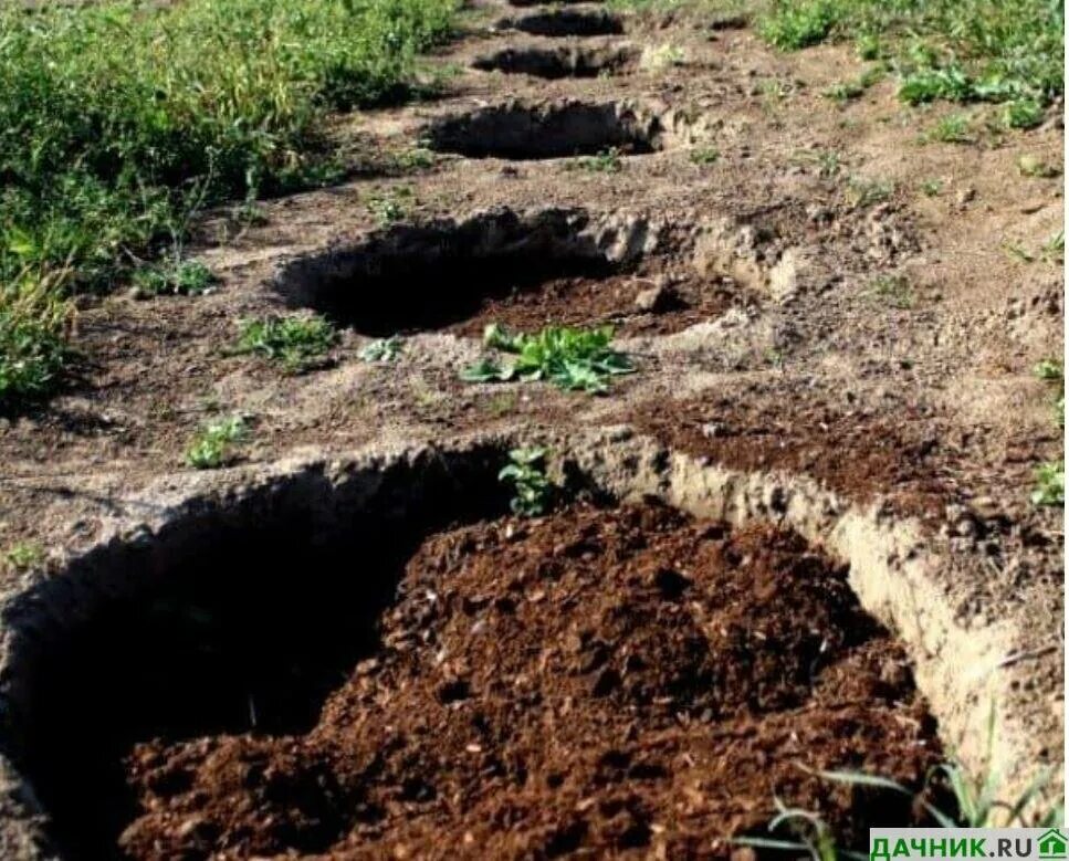 Как выкопать смородину