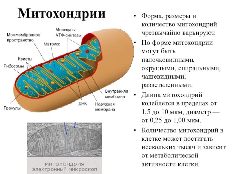 Митохондрии человека просто. Строение клетки эукариот митохондрии. Строение митохондрии внутри. Есть митохондрии в бактериальной клетке.