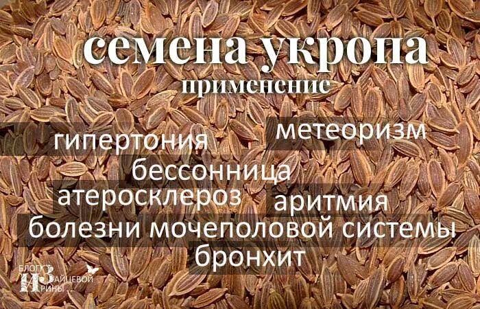 Укроп семена польза отзывы. Укроп семена. Семена укропа лечебные. Укроп семена полезные. Семя укропа полезные.