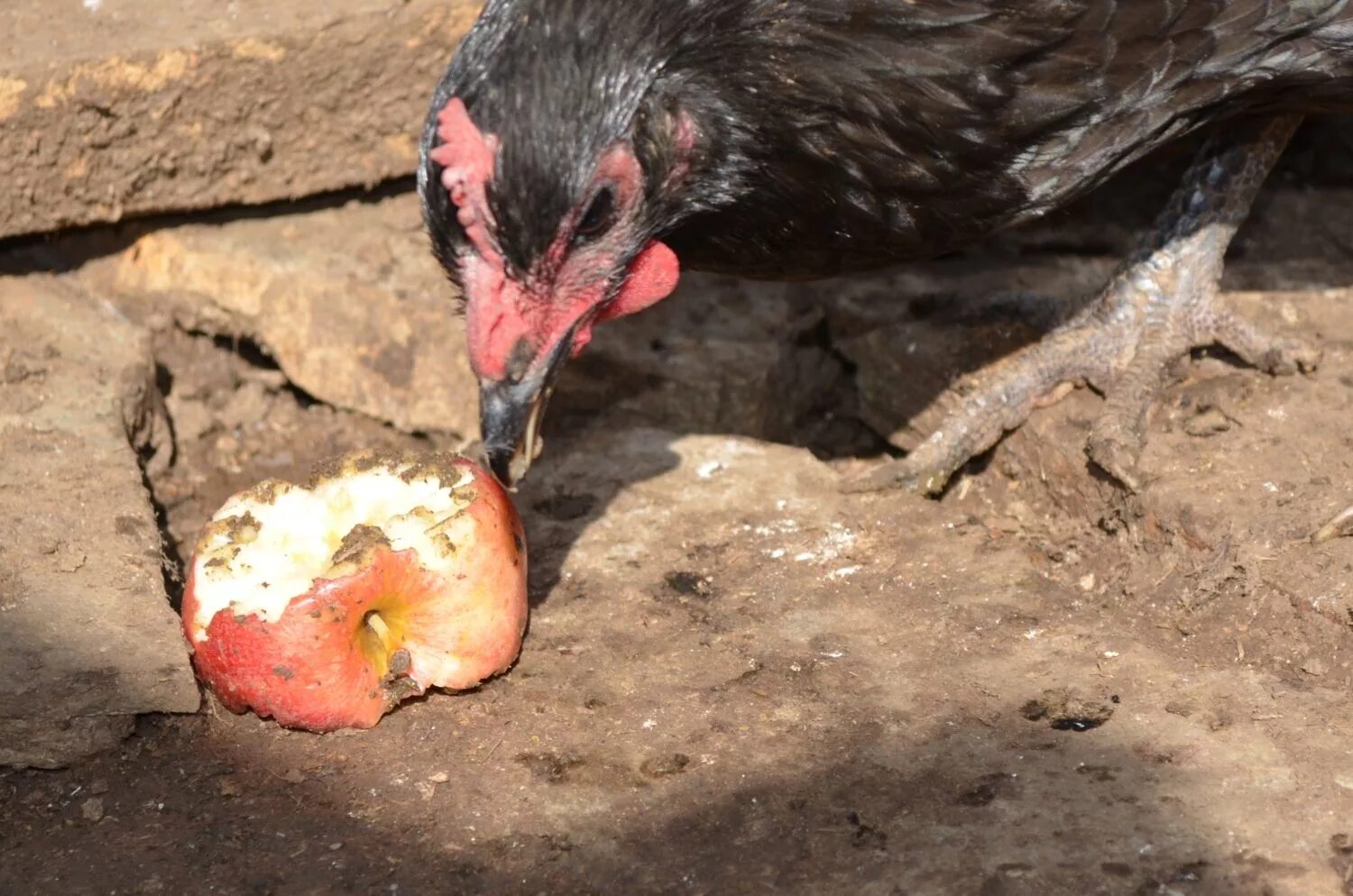 Куры худеют. Курица с огурцами. Арауканская курица молодка. Куры худеют. Мясо для похудения.