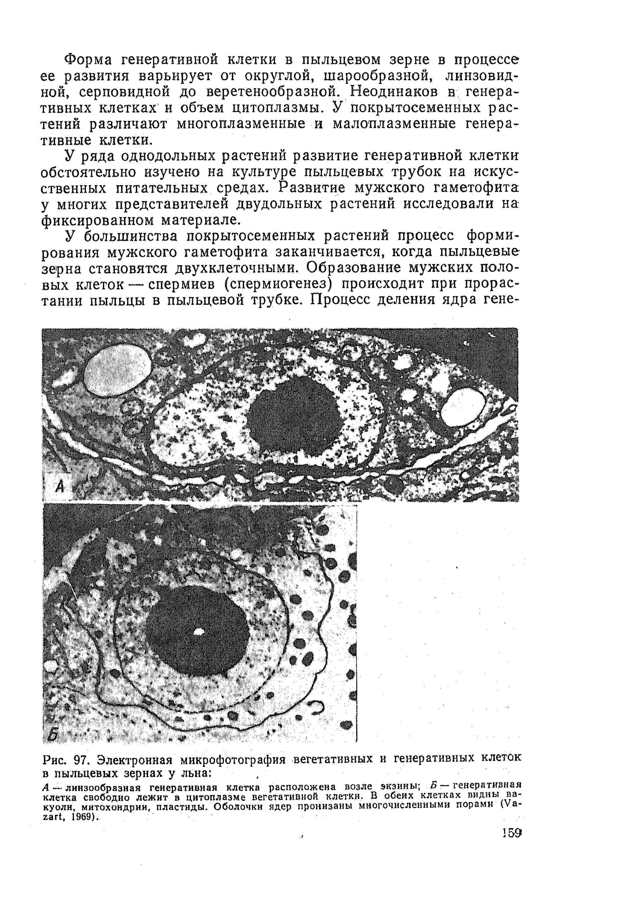 Вегетативная и генеративная клетка пыльцевого зерна. Сферосомы растительной клетки. Генеративная клетка пыльцы. Генеративная клетка пыльцевого зерна. Генеративная клетка пыльцевого зерна содержит