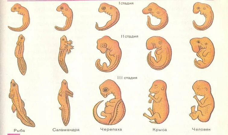 У представителей какого класса развитие зародыша. Стадии эмбрионального развития плода человека. Стадии развития эмбриона млекопитающих. Стадии развития зародыша человека. Стадии развития человеческого эмбриона.