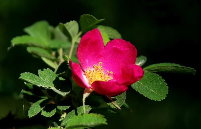 шиповник коричный фармакогнозия. шиповник майский майский. шиповник дикая роза ругоза. шиповник майский коричный. шиповник коричный вид.