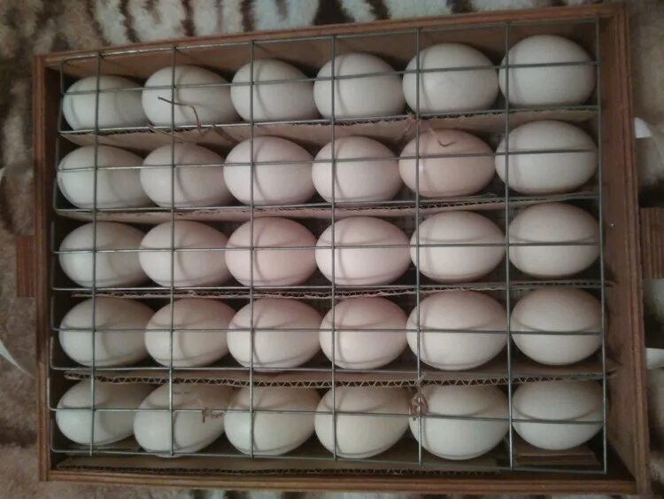 Инкубация яиц мускусной утки. Инкубационное яйцо индоутки. Укладка утиных яиц в инкубатор блиц. Утиный инкубатор. Утиный инкубатор.