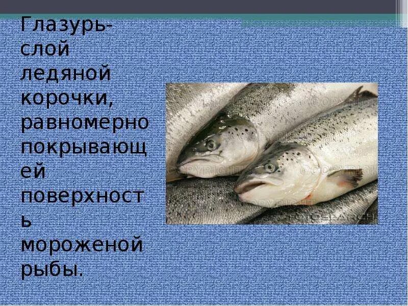Почему замороженная рыба менее полезна. Презентация замороженной рыбы. характеристика охлажденной рыбы. характеристика мороженой рыбы. соленая рыба название.