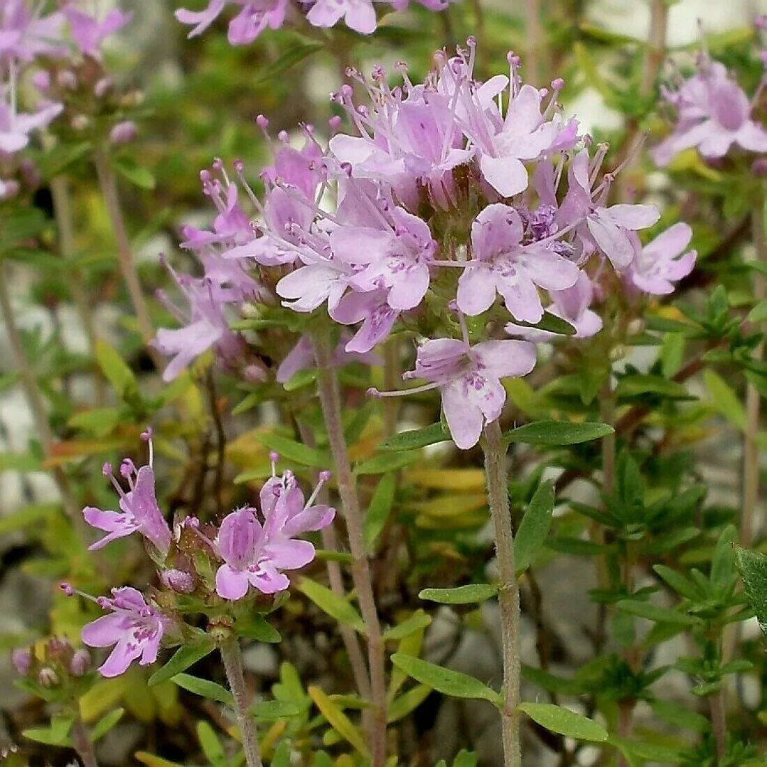 Чабрец какое. Тимьян ползучий (Thymus serpyllum). Тимьян ползучий (Thýmus serpýllum). Богородская трава чабрец. Чабрец Луговой.