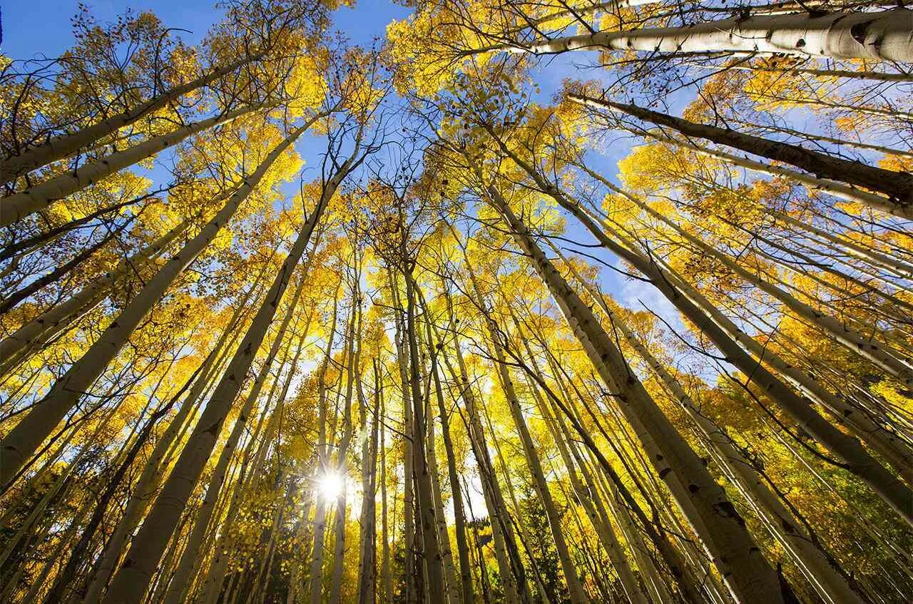 Помогает ли деревья. Деревья в Колорадо. Чистое небо сквозь листву. Альва дерево. Помогают деревья бороться с глобальным потеплением.
