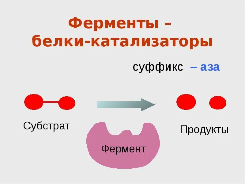 Природа вещества фермент. Строение белков ферментов. Ферменты однокомпонентные и двухкомпонентные. Ферменты белки катализаторы. Ферменты - белковые катализаторы.