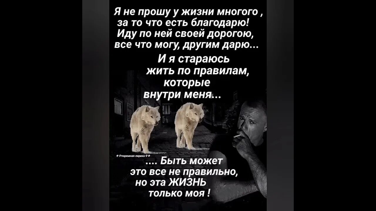 С волками жить все. С волками жить по Волчьи выть. С волками жить. Поговорка с волками жить по Волчьи выть. С волками жить пословица.