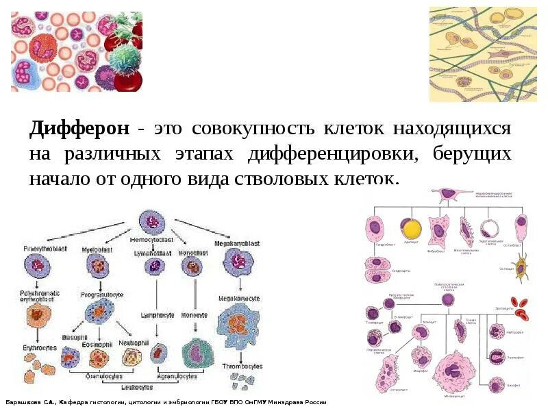 Дифференцировка стволовых клеток. Стволовые кроветворные клетки дифферон. соединительная ткань дифферщо. клеточный дифферон схема. дифферон клеток гистология.