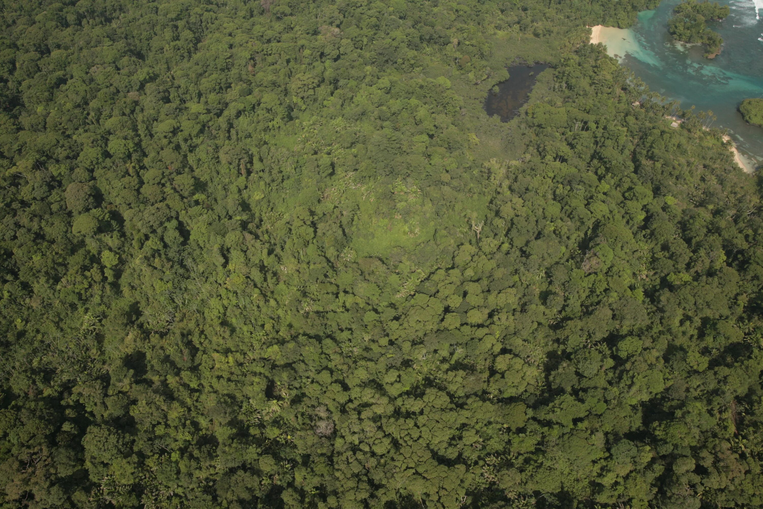 Ground view. Джунгли с дрона. forest aerial view. forest top view. top view aerial.