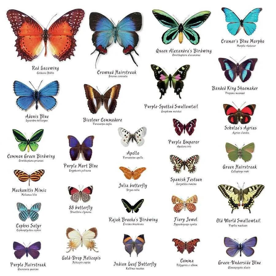 Какие имена бабочек. Название бабочек. Бабочки разной формы. Бабочки разновидности с названиями. Расцветки бабочек.