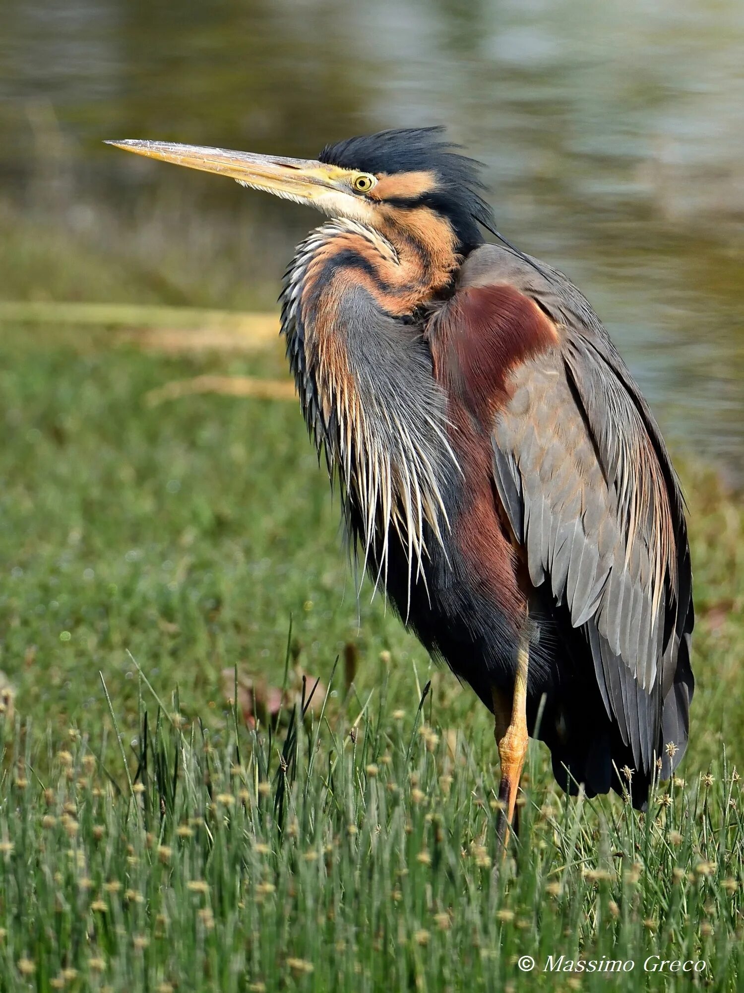 Св птица. Цапля Ardea purpurea. Рыжая цапля Забайкальский край. Рыжая цапля выпь. Рыжая цапля / Ardea purpurea / Purple Heron.