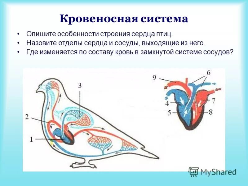 строение сердца птицы 7 класс биология. схема строения сердца и кровеносной системы птиц. кровеносная система птиц схема. схема строения кровеносной системы птиц. строение сердца птиц 7 класс.