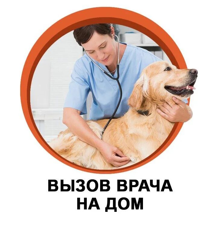 Ветеринар на дом сколько