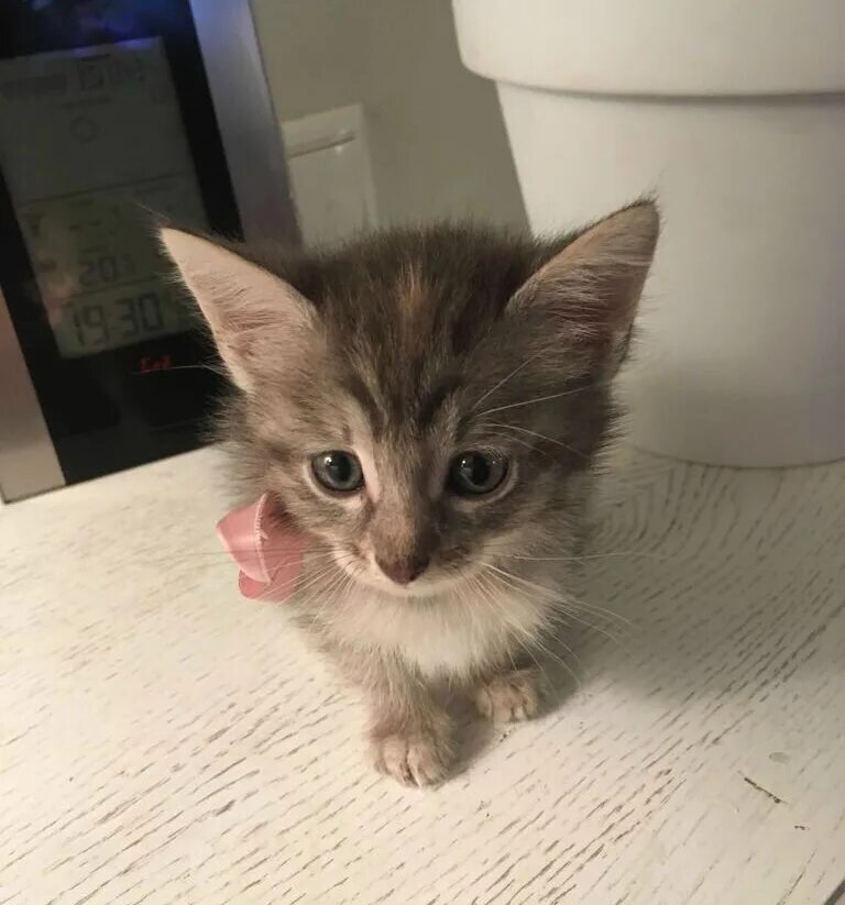 Котенок девочка в добрые руки. Британский табби метис. Котенка девочку котенка старого оскола в добрые руки. Котята девочки а добрые руки в россии. Котенок трехцветный в добрые.